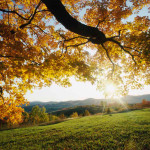 Maple leaves in Autumn.